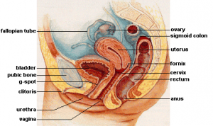 Female_reproductive_system_lateral-300x178